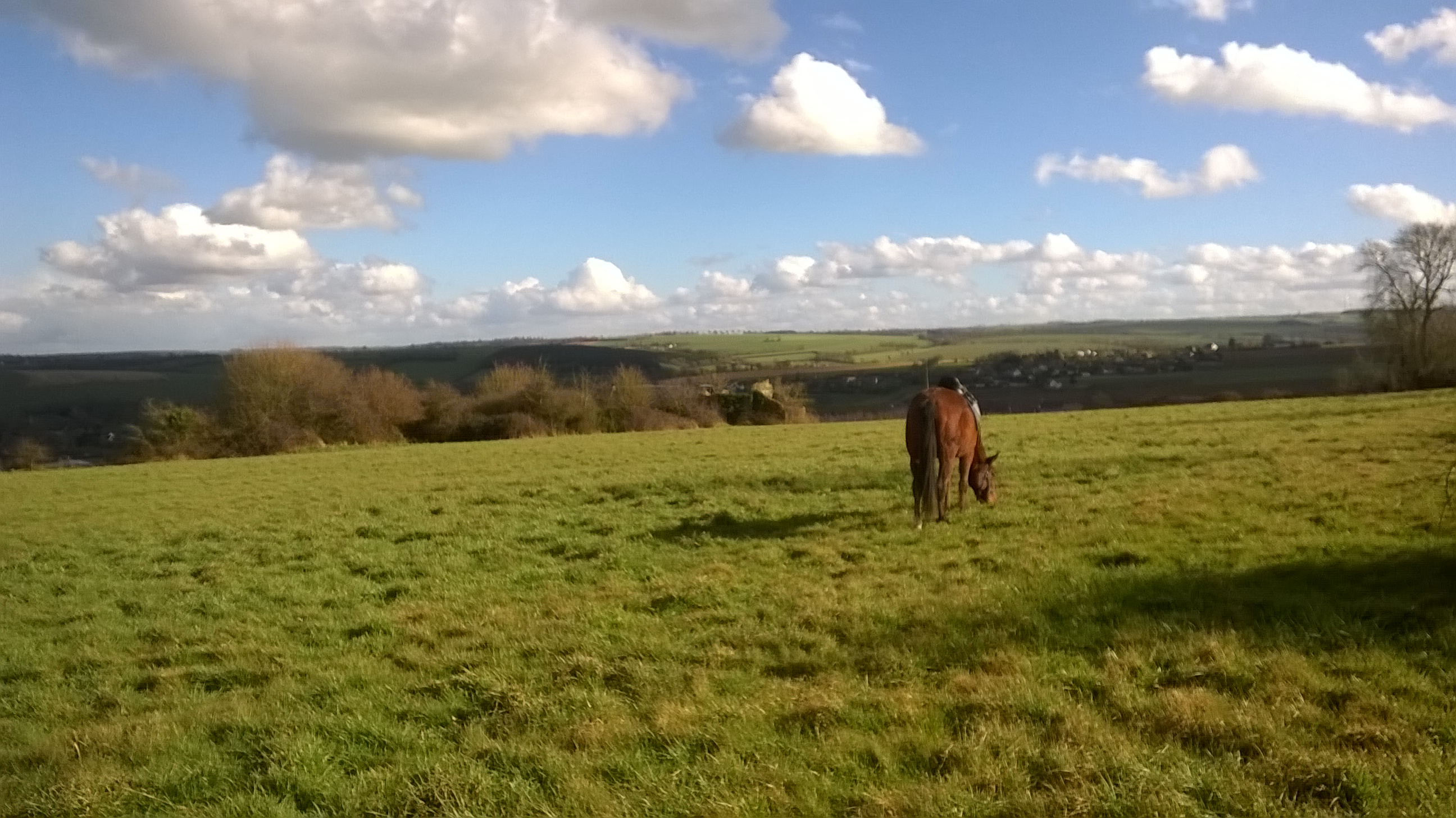 Mon cheval arrache la longe pour brouter …