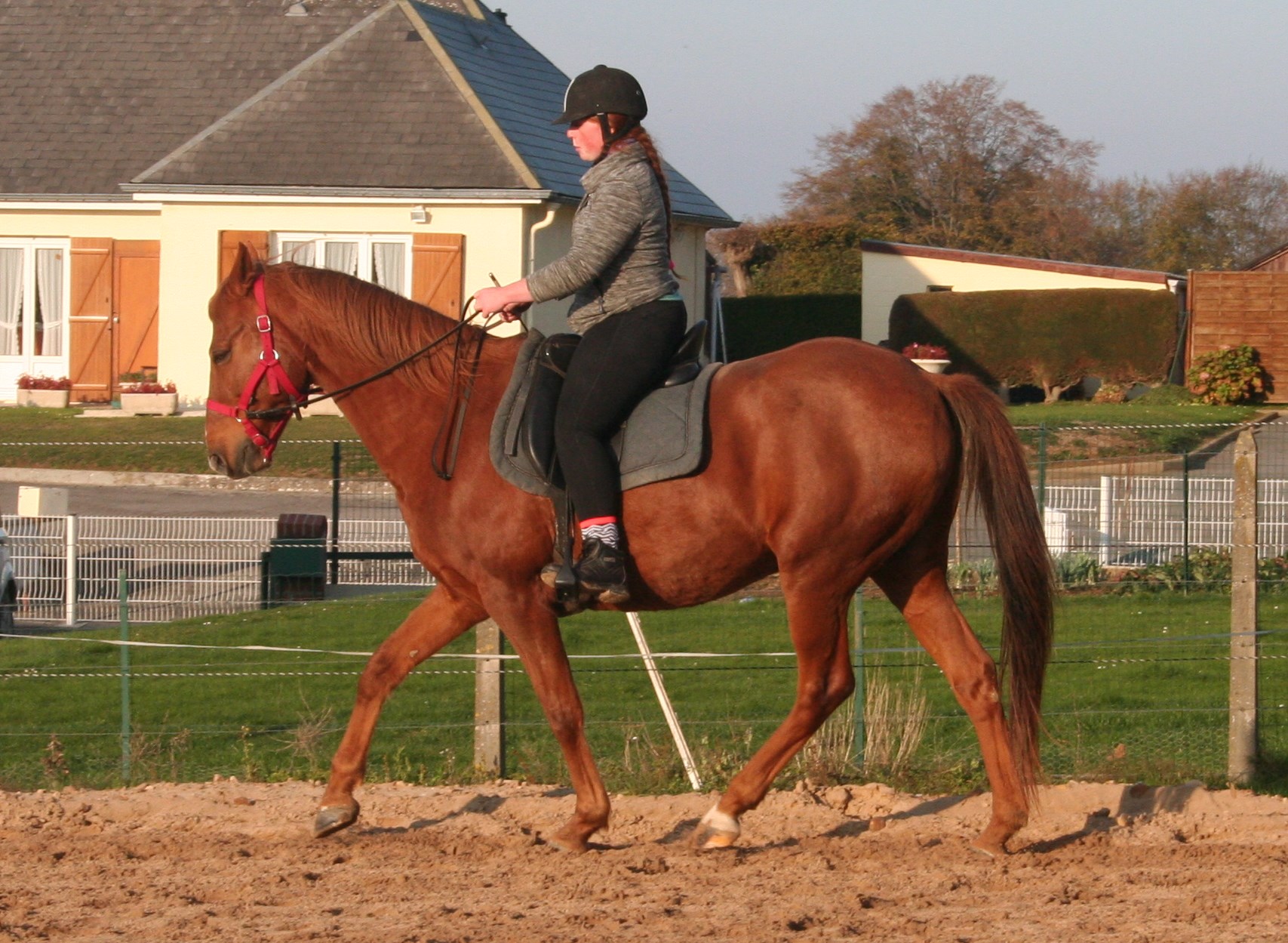 Plaidoyer pour le dressage sans mors ?