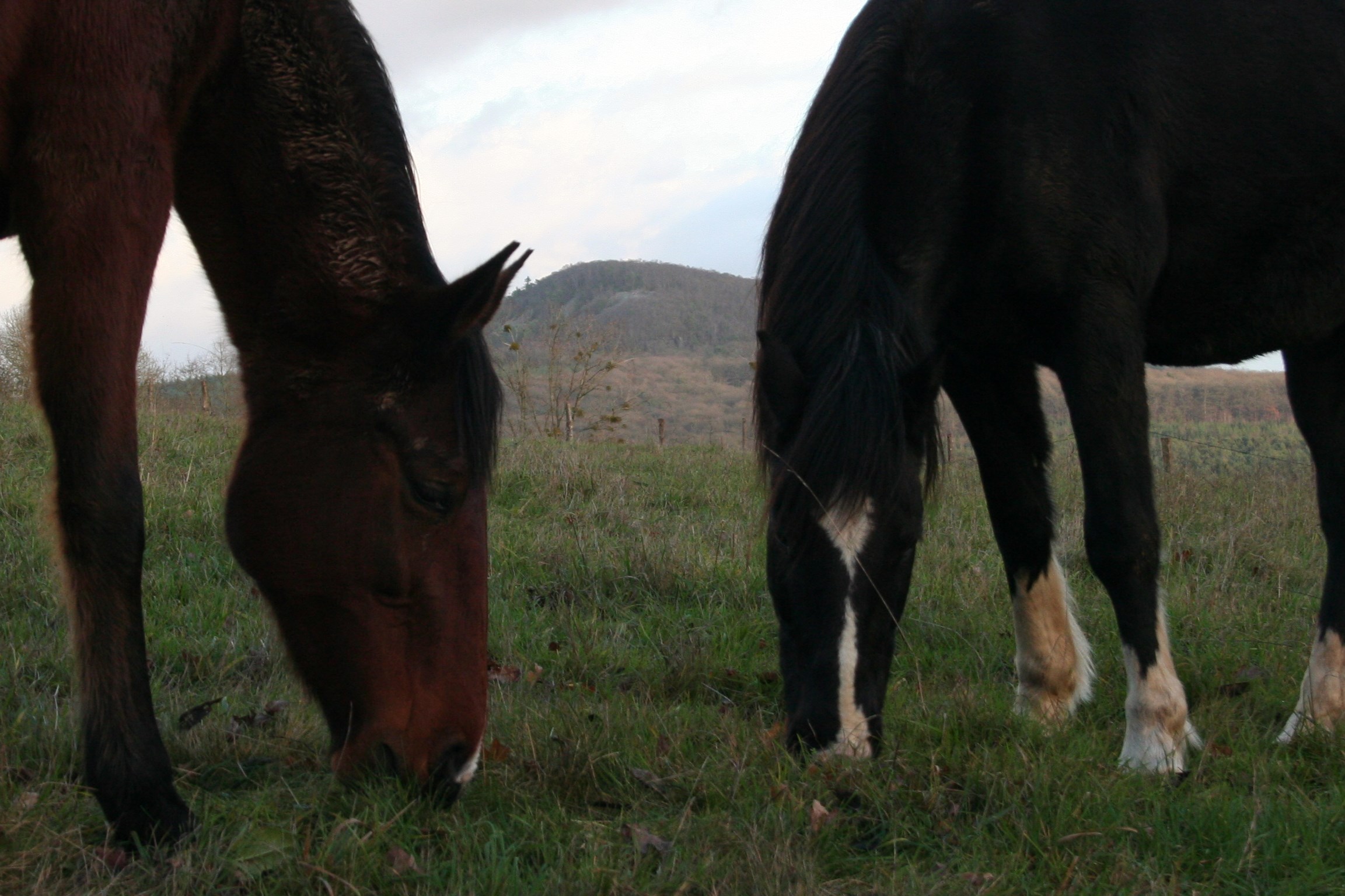 Rééduquer un cheval accidenté et méfiant ?