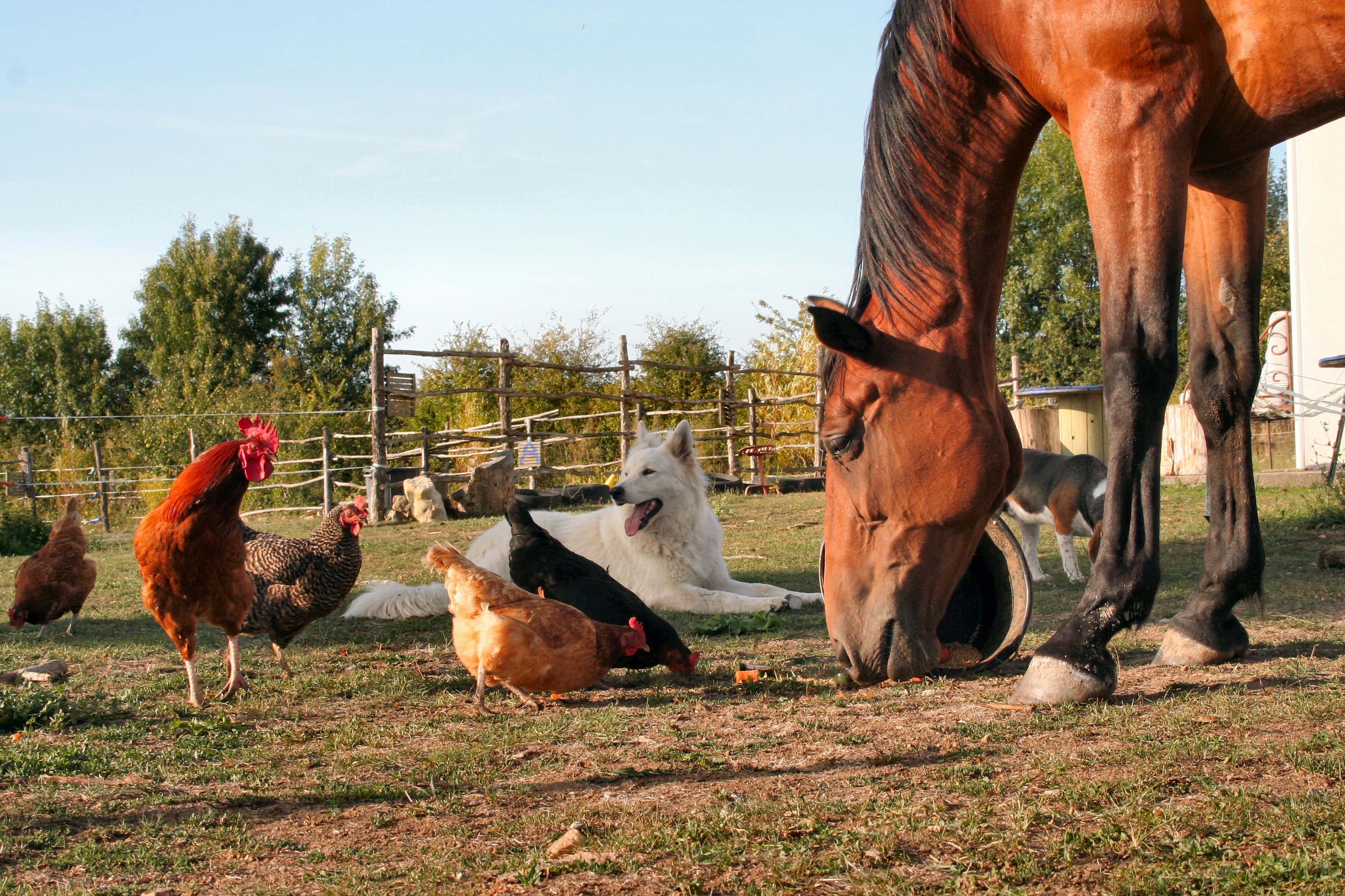 Comment assurer la sécurité d&rsquo;un cheval sur l’œil ?