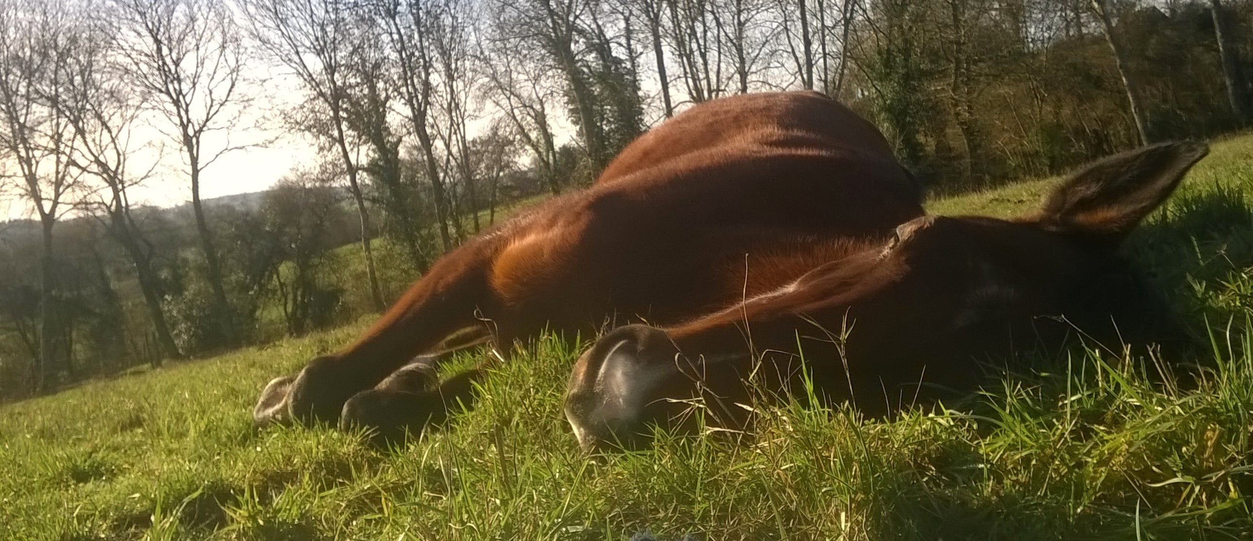 Invitation à coopérer avec votre cheval