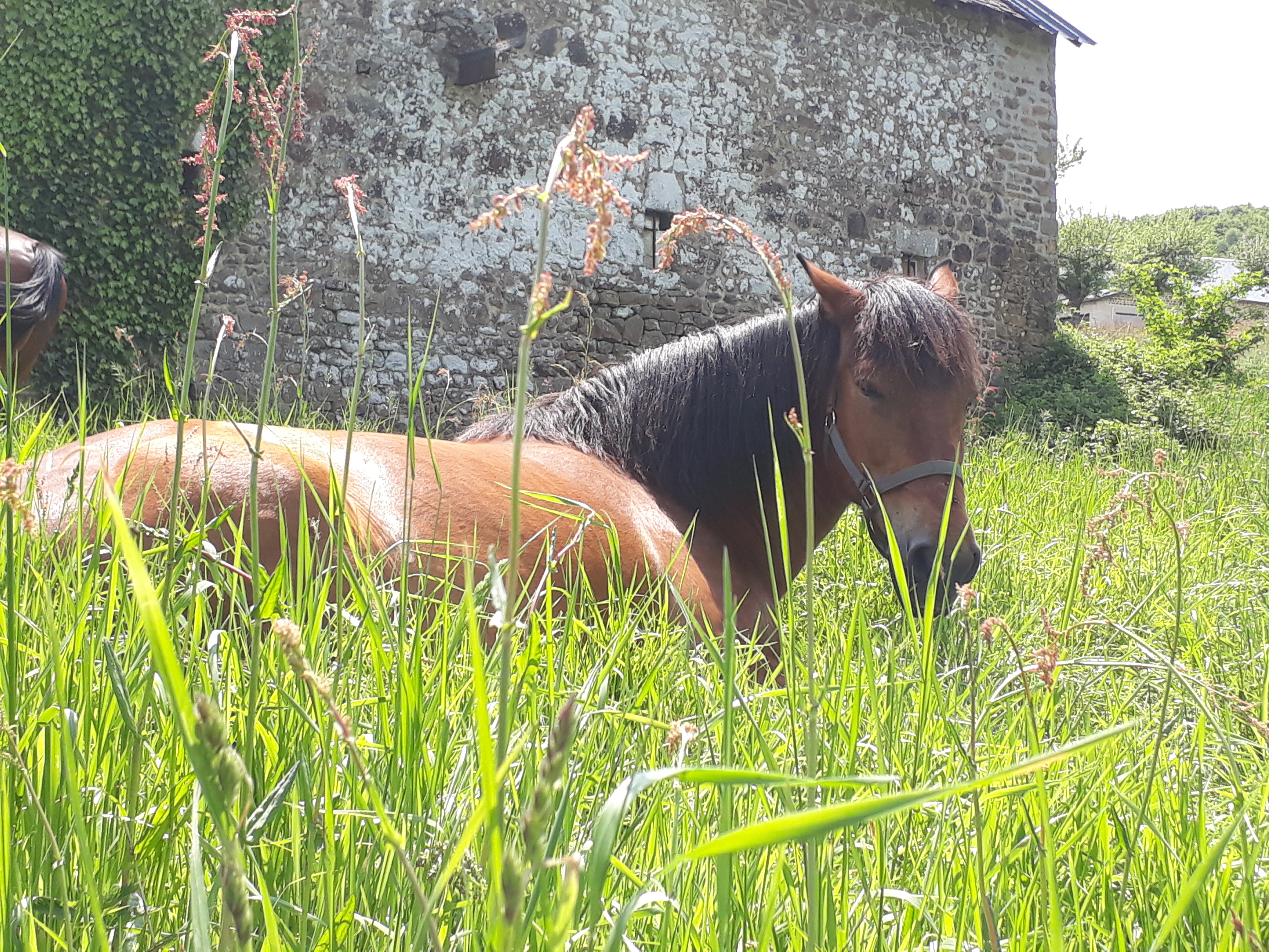 7 clés pour mieux gérer son stress à cheval !