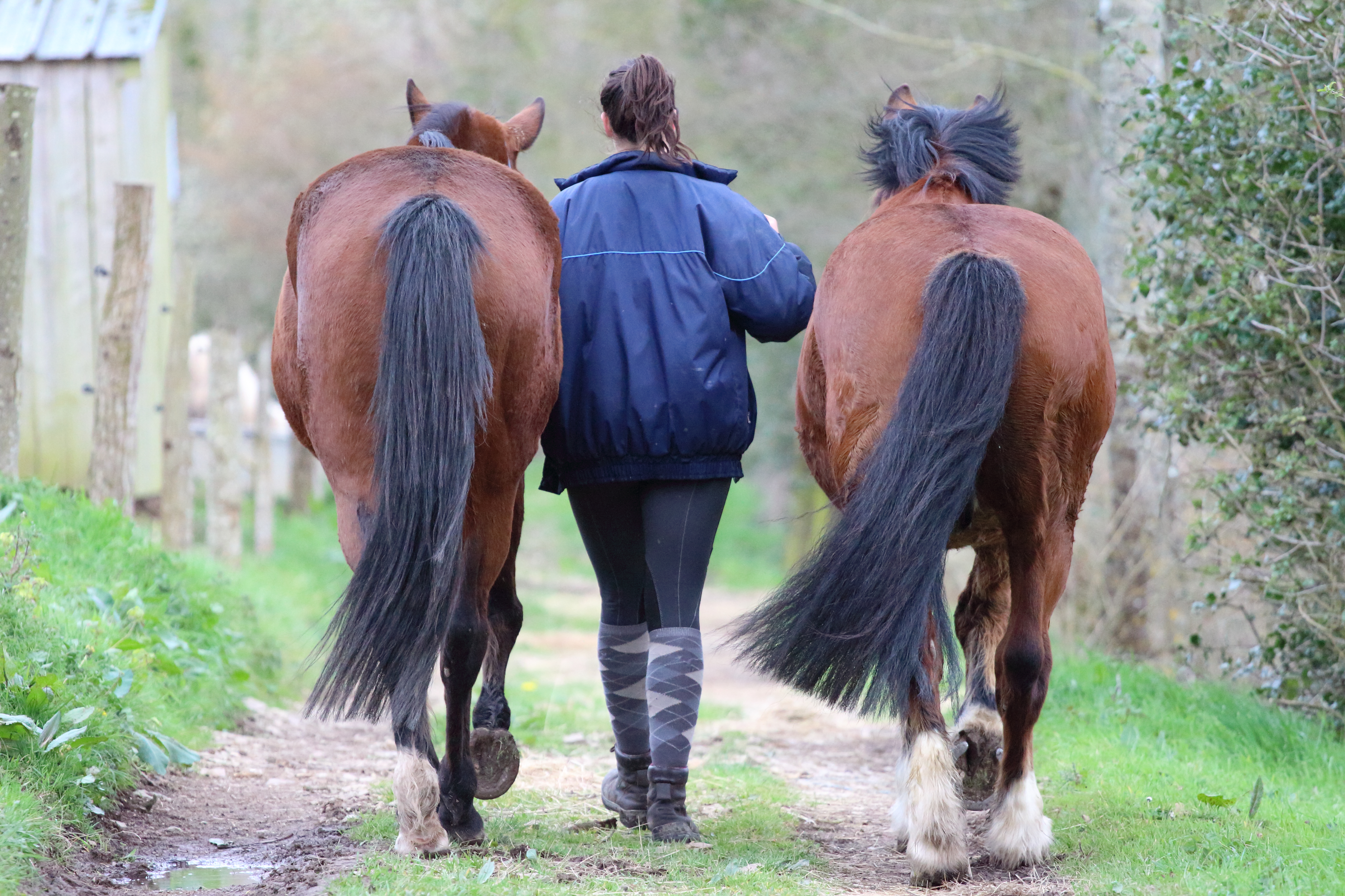 Comment bien trotter enlevé à changer ma vie (et surtout celle des chevaux) ?