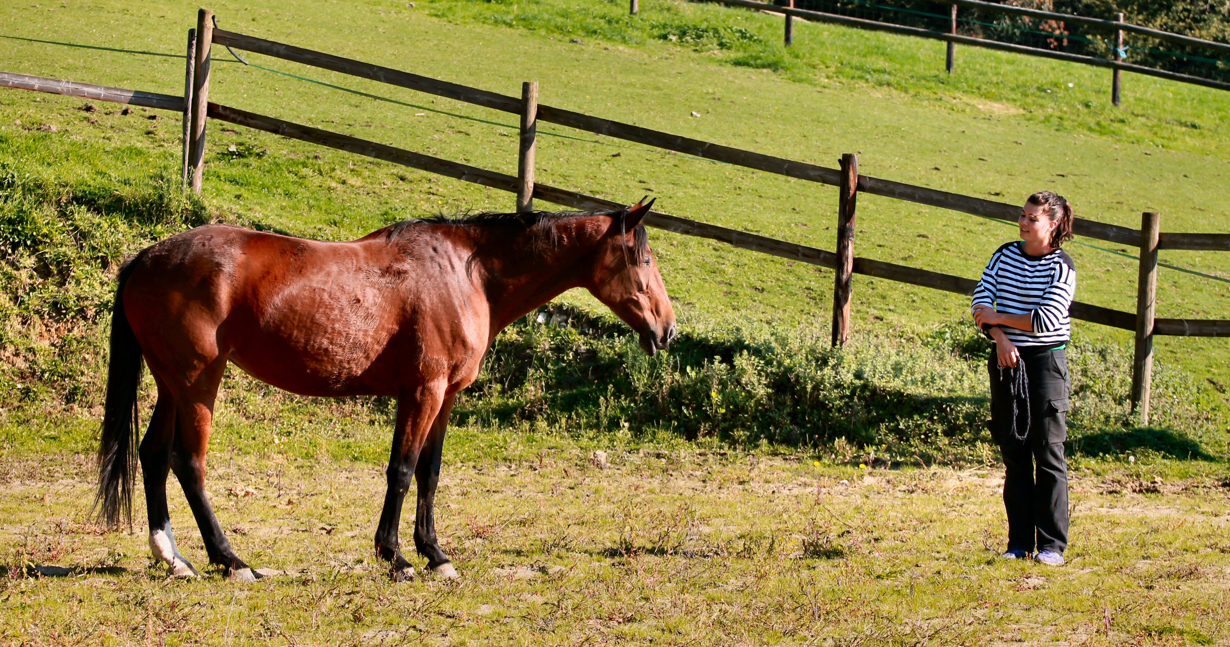 Equitation éthologique = impuissance acquise ?