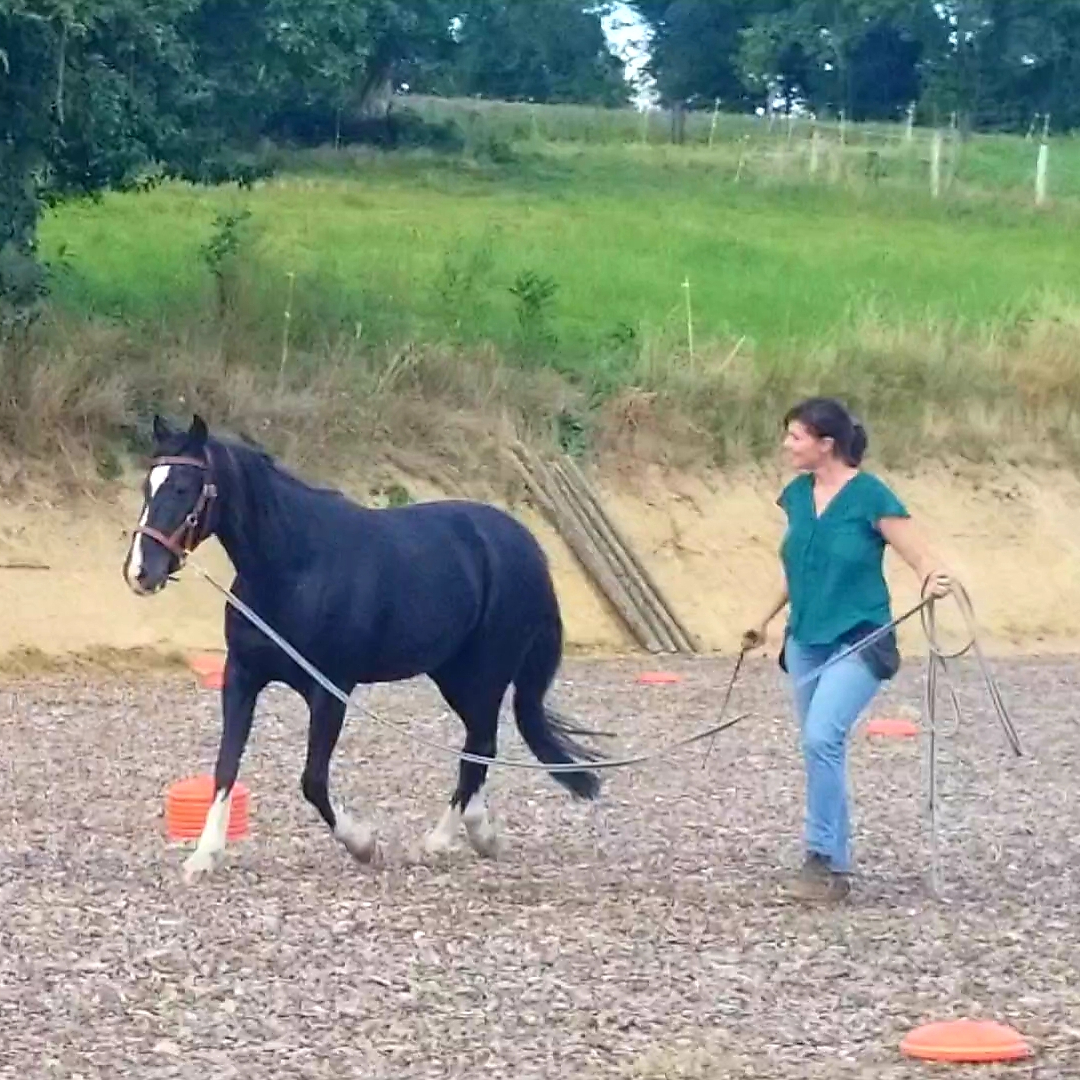 13-14 juillet – Mieux communiquer à pied avec votre cheval