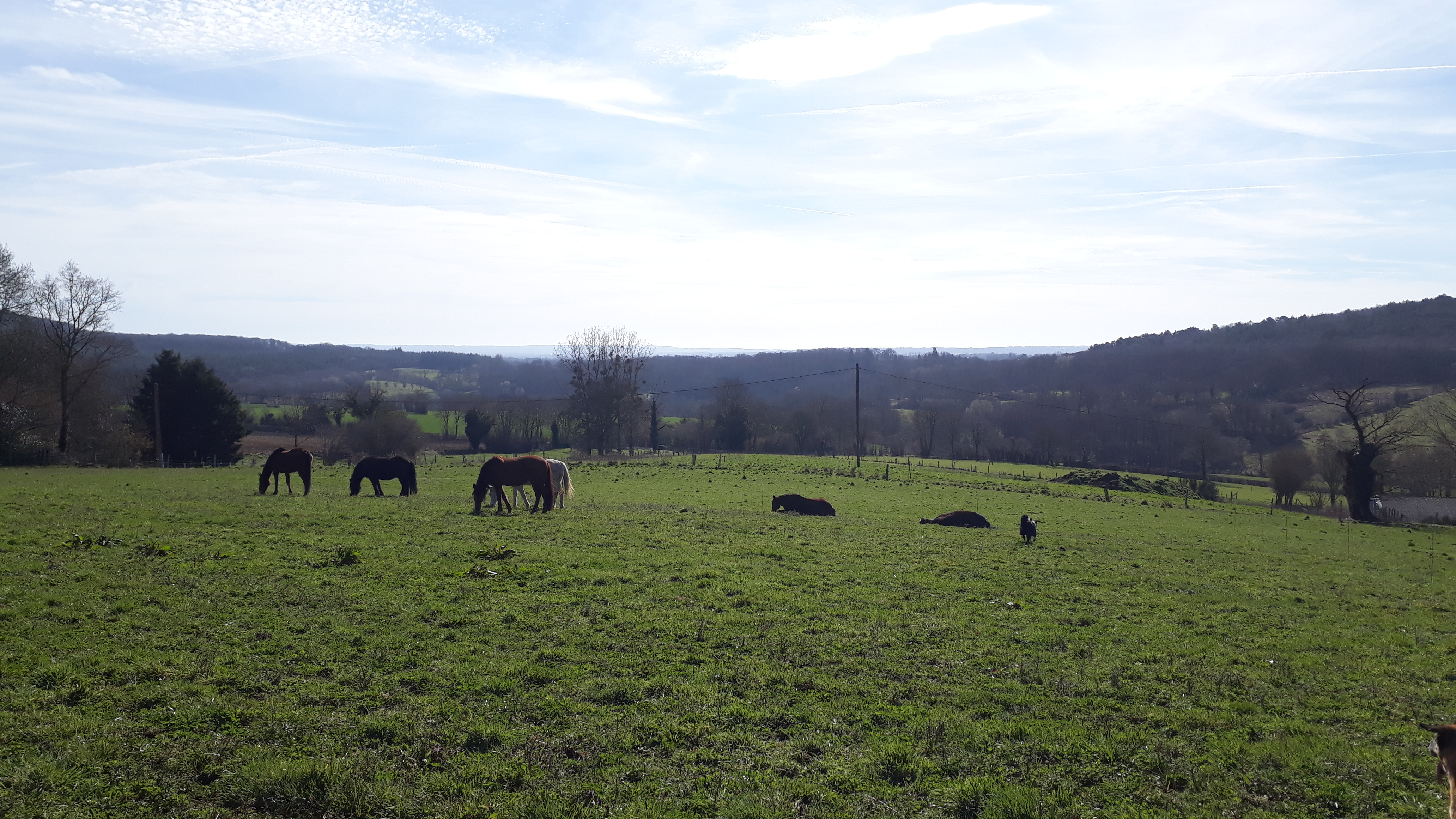 20 juillet – Reconnaître l&rsquo;inconfort du cheval