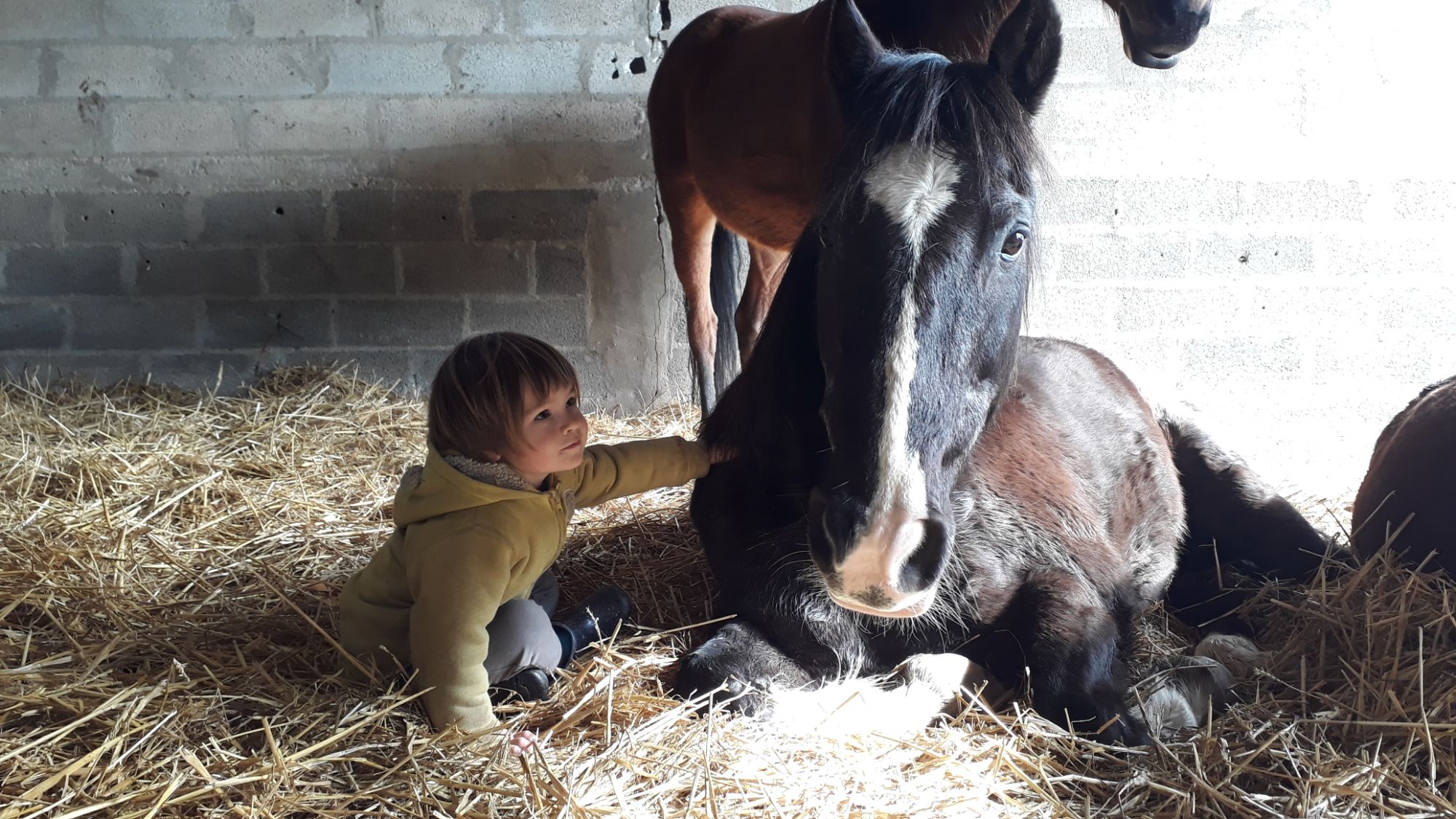 Les chevaux ne sont pas dangereux !