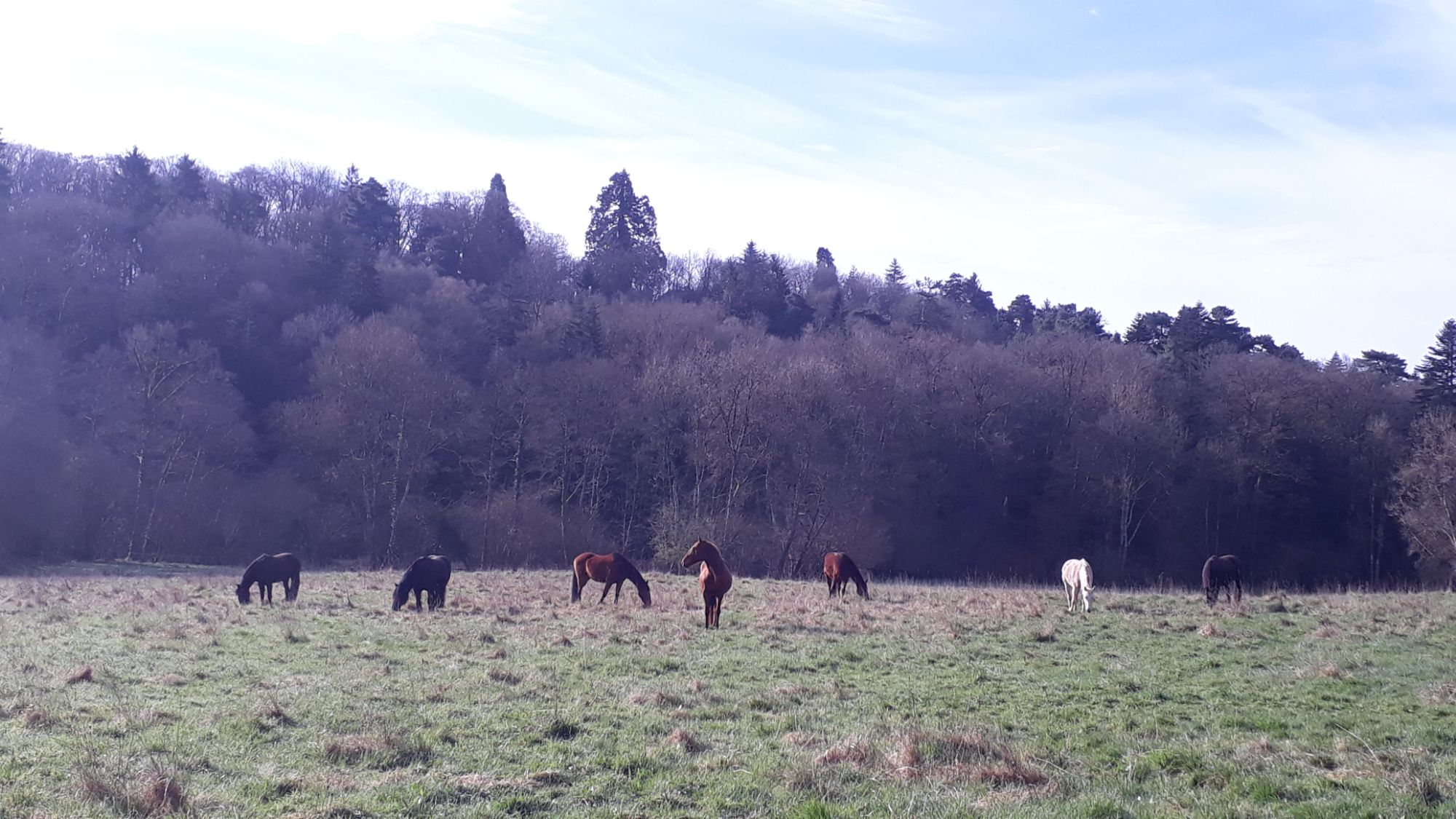 (Re)Boostez votre relation à votre cheval – Moove