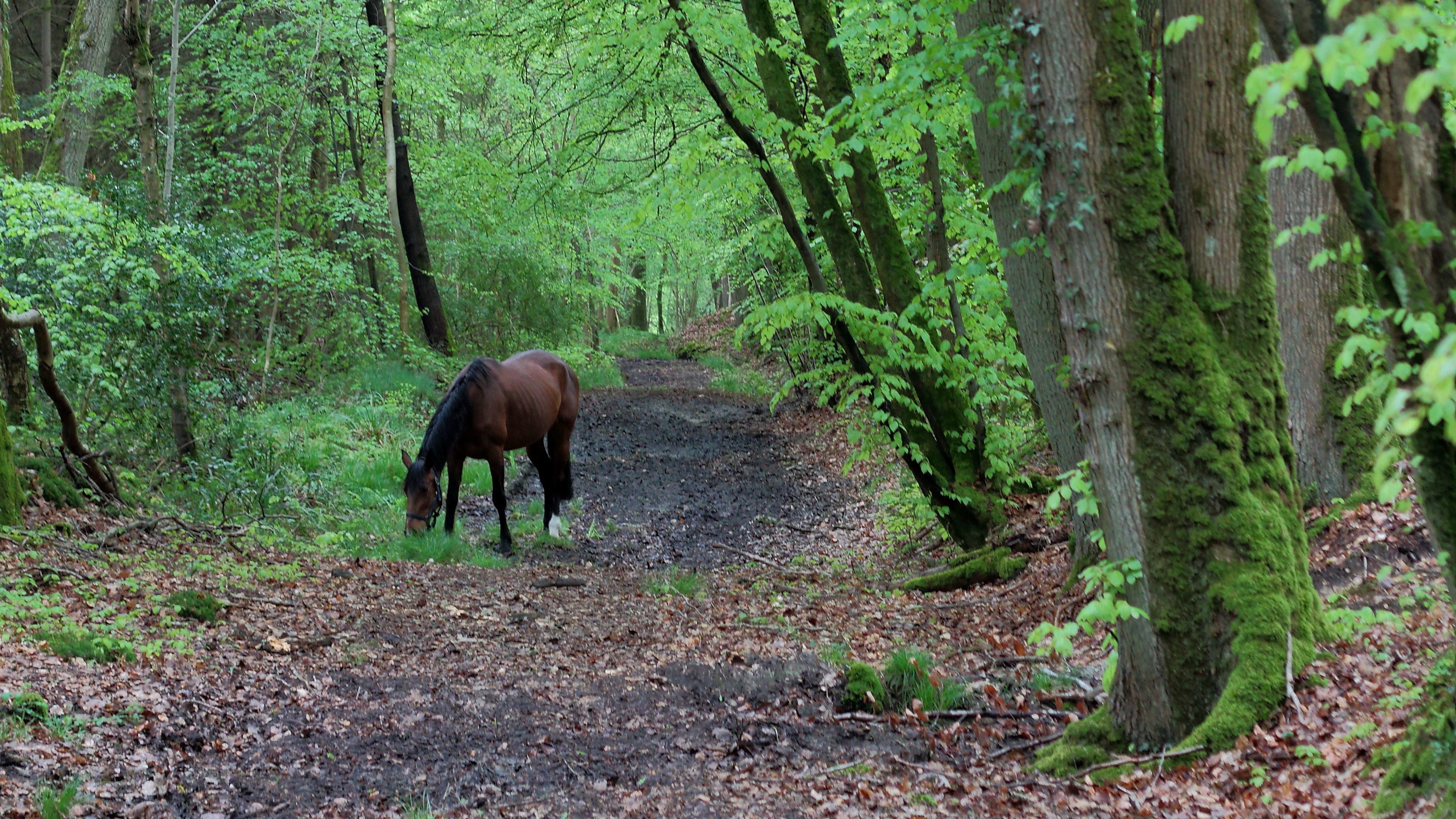 L&rsquo;intention vaut plus que l&rsquo;action avec les chevaux