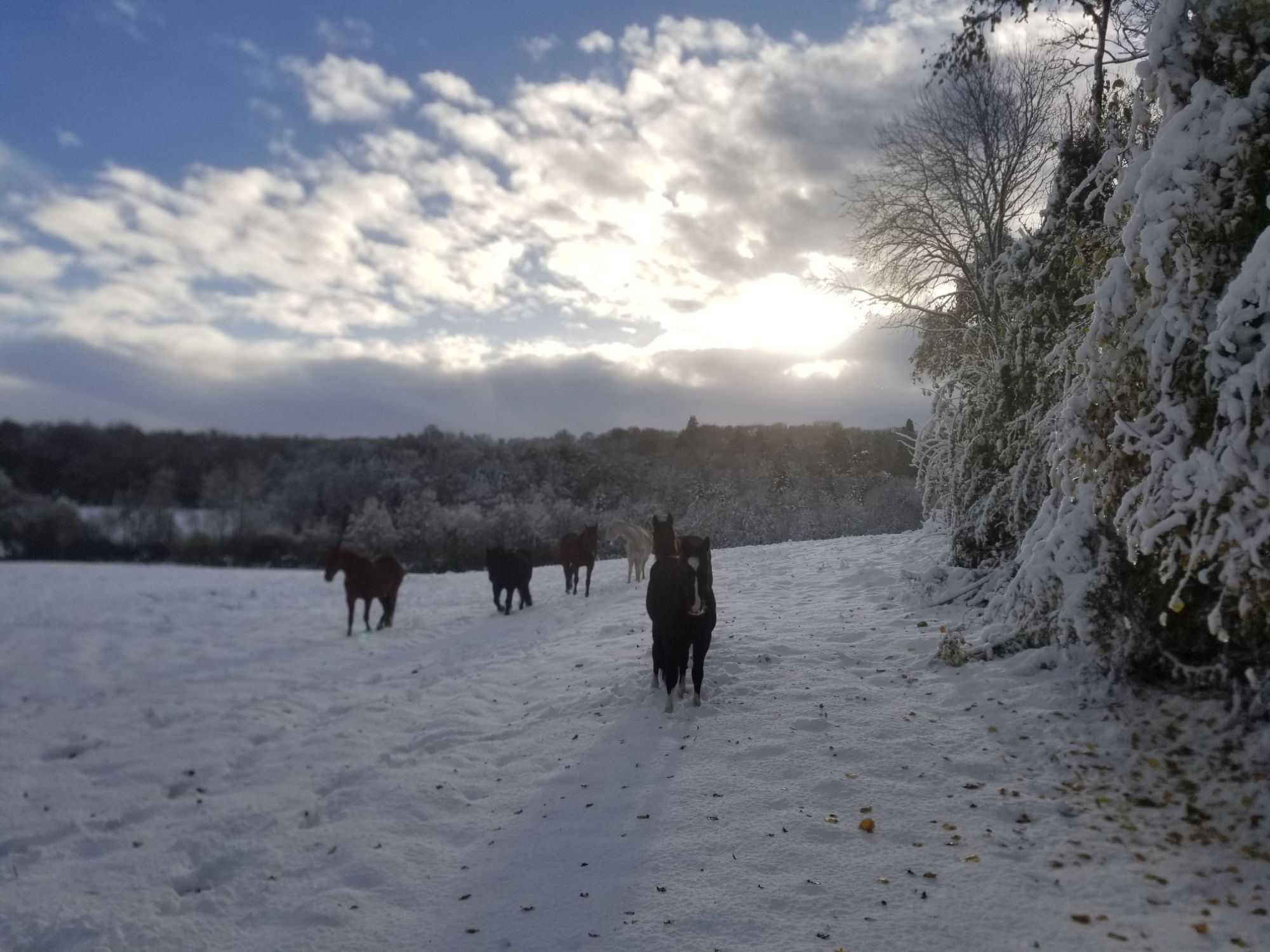 Comment vraiment faire plaisir à votre cheval ?