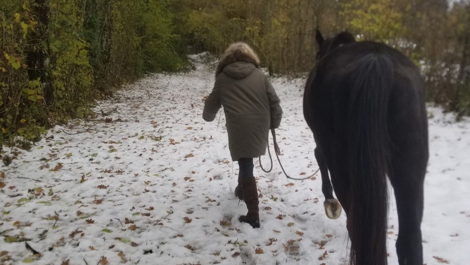 Le travail à pied est utile tout au long de la vie du cheval.