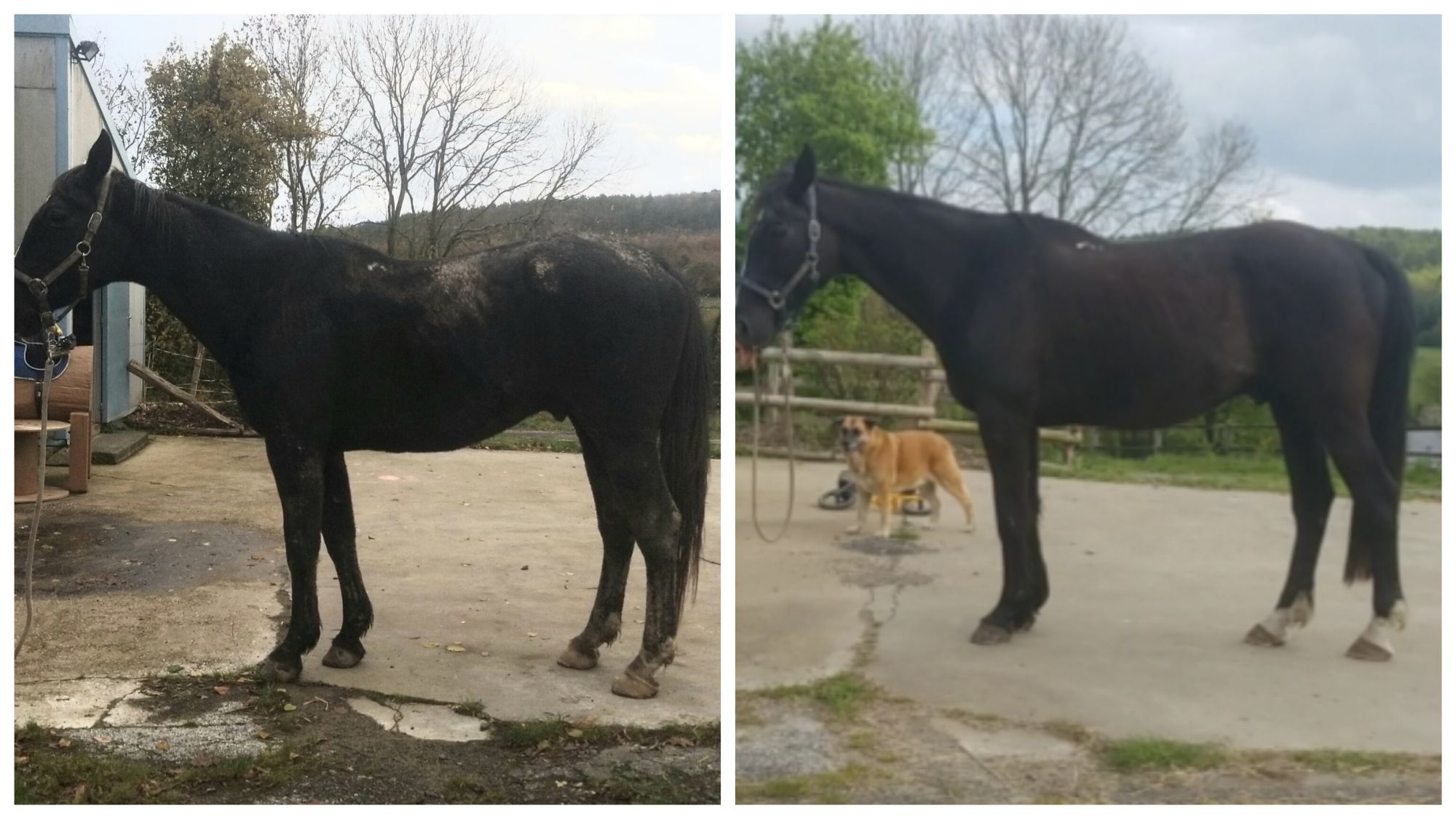 4 clés pour une équitation aussi bénéfique qu’une séance d’ostéopathie équine ?