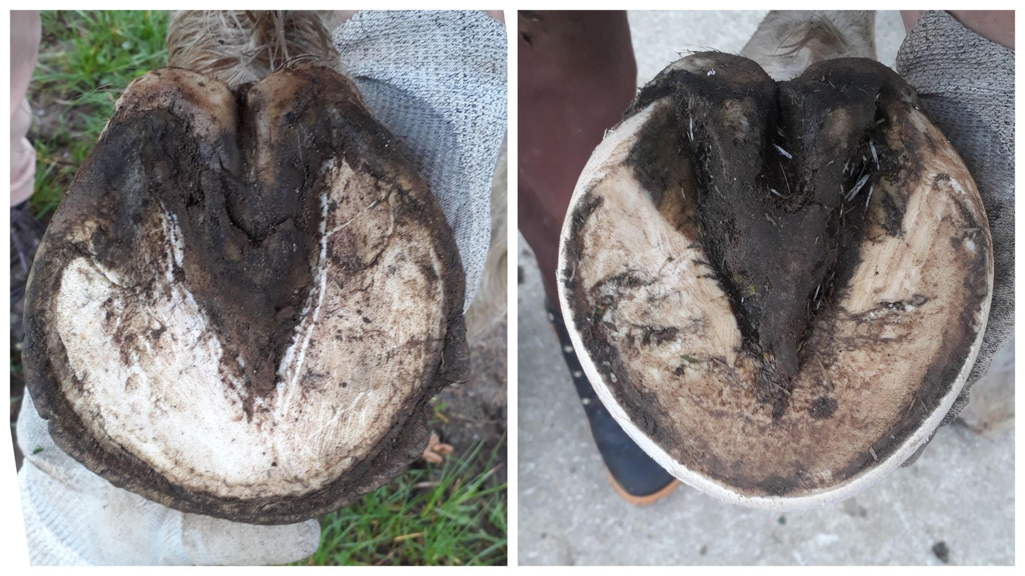 Pas de pied, pas de cheval … Et après ?