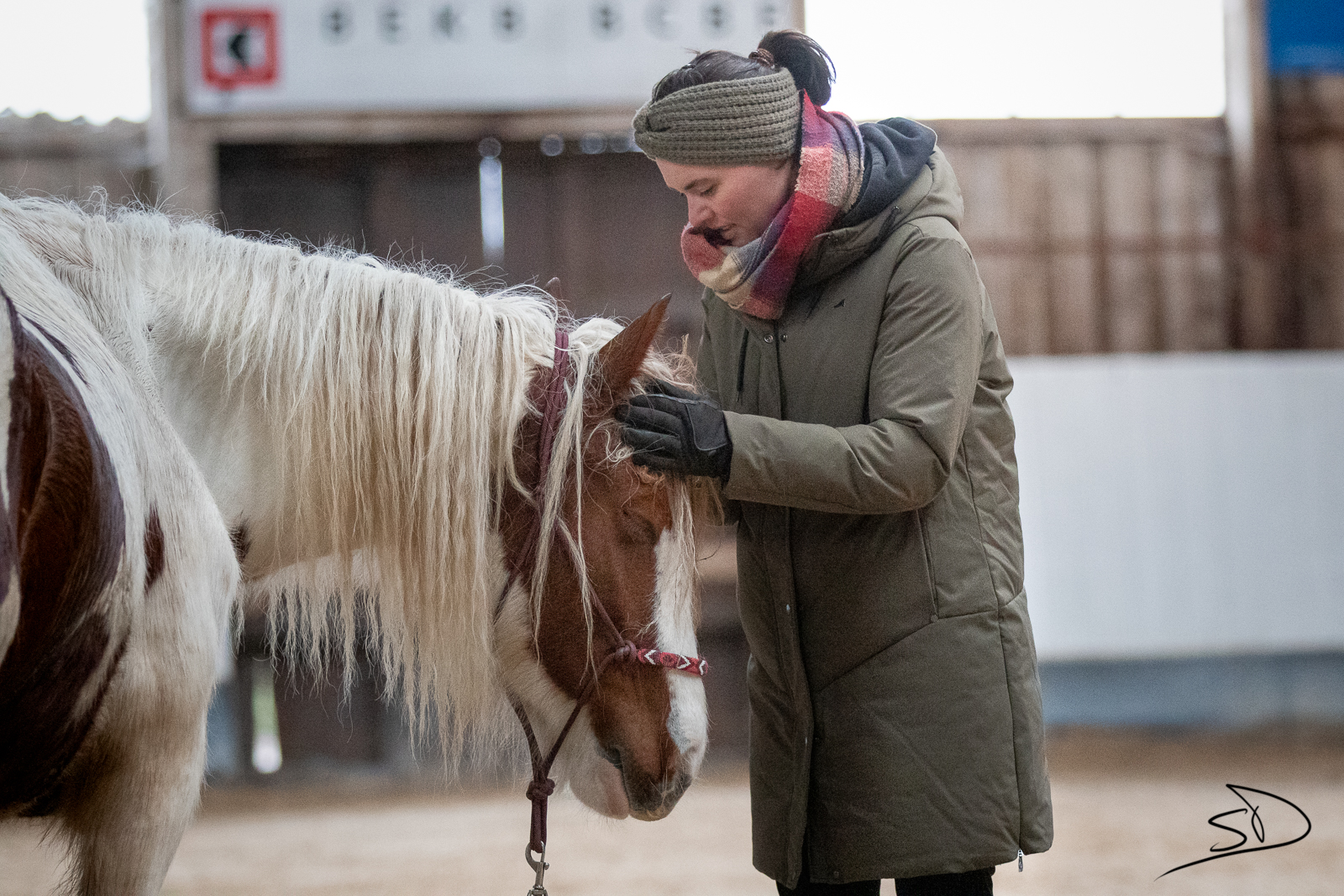 Rentrée équestre 2026 : approfondir sa communication avec son cheval grâce au travail à pied à Alençon