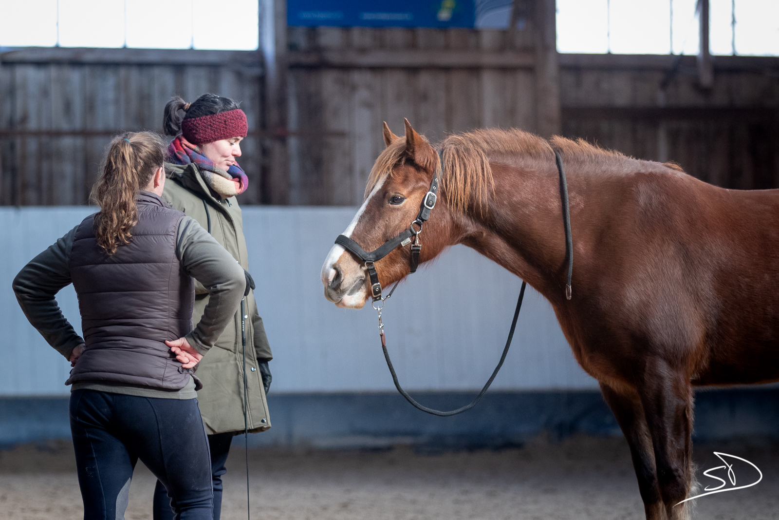Les ressources équestres du Manège de Regalis
