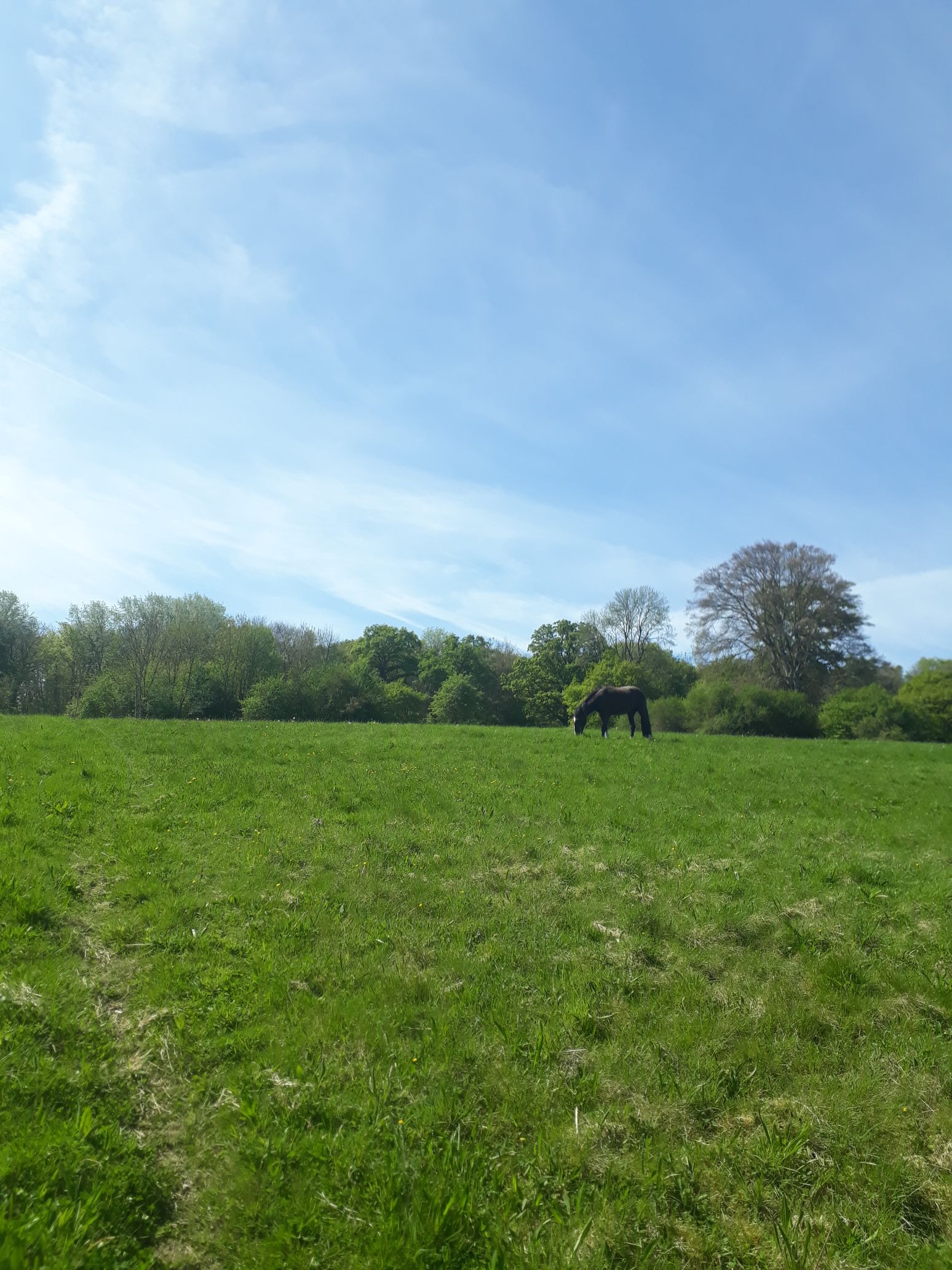Comment apprendre à mon cheval à dire « non » ?