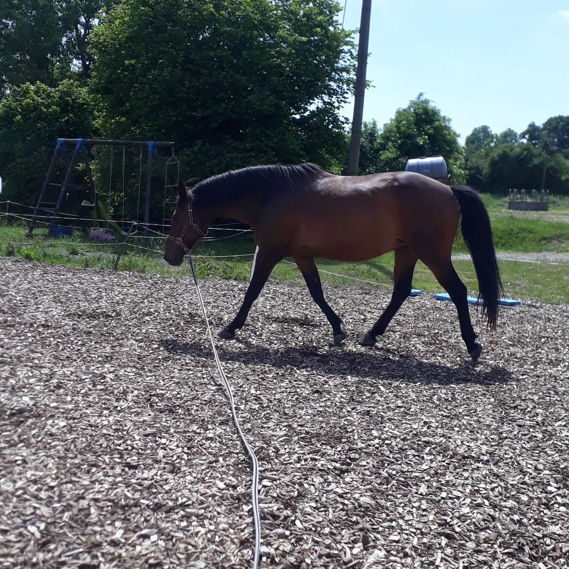 Un été pour comprendre comment bouge ton cheval !