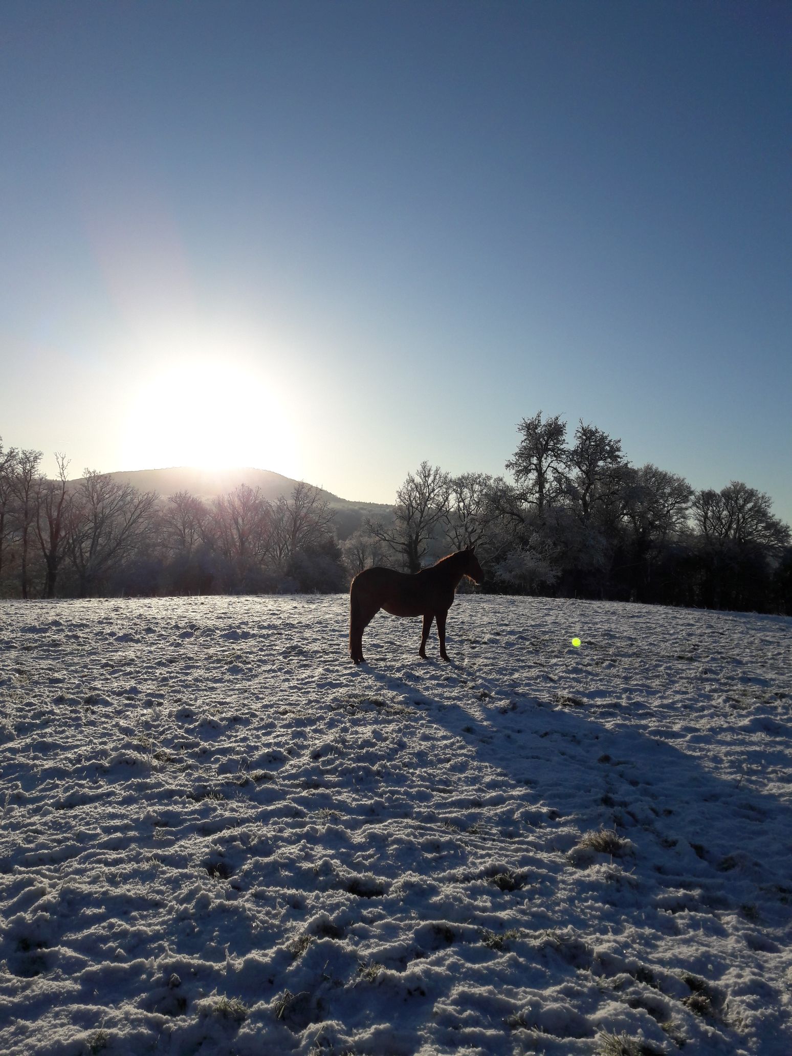 Le cheval résigné : la clé pour la sécurité des cavaliers ?