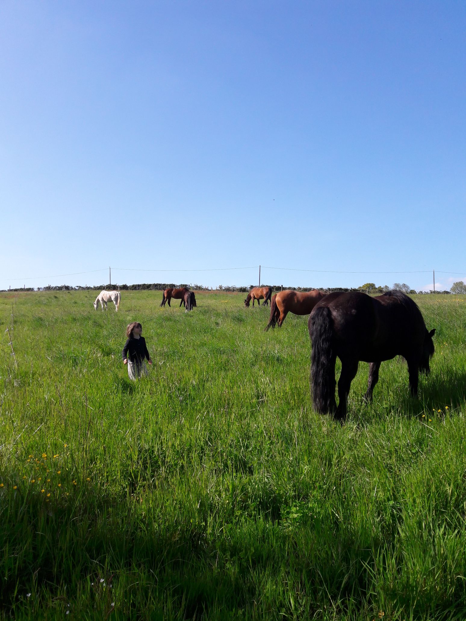 Rencontre avec les chevaux pour les enfants de  5 à 7 ans proche de Alençon
